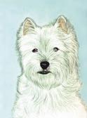 West Highland Terrier